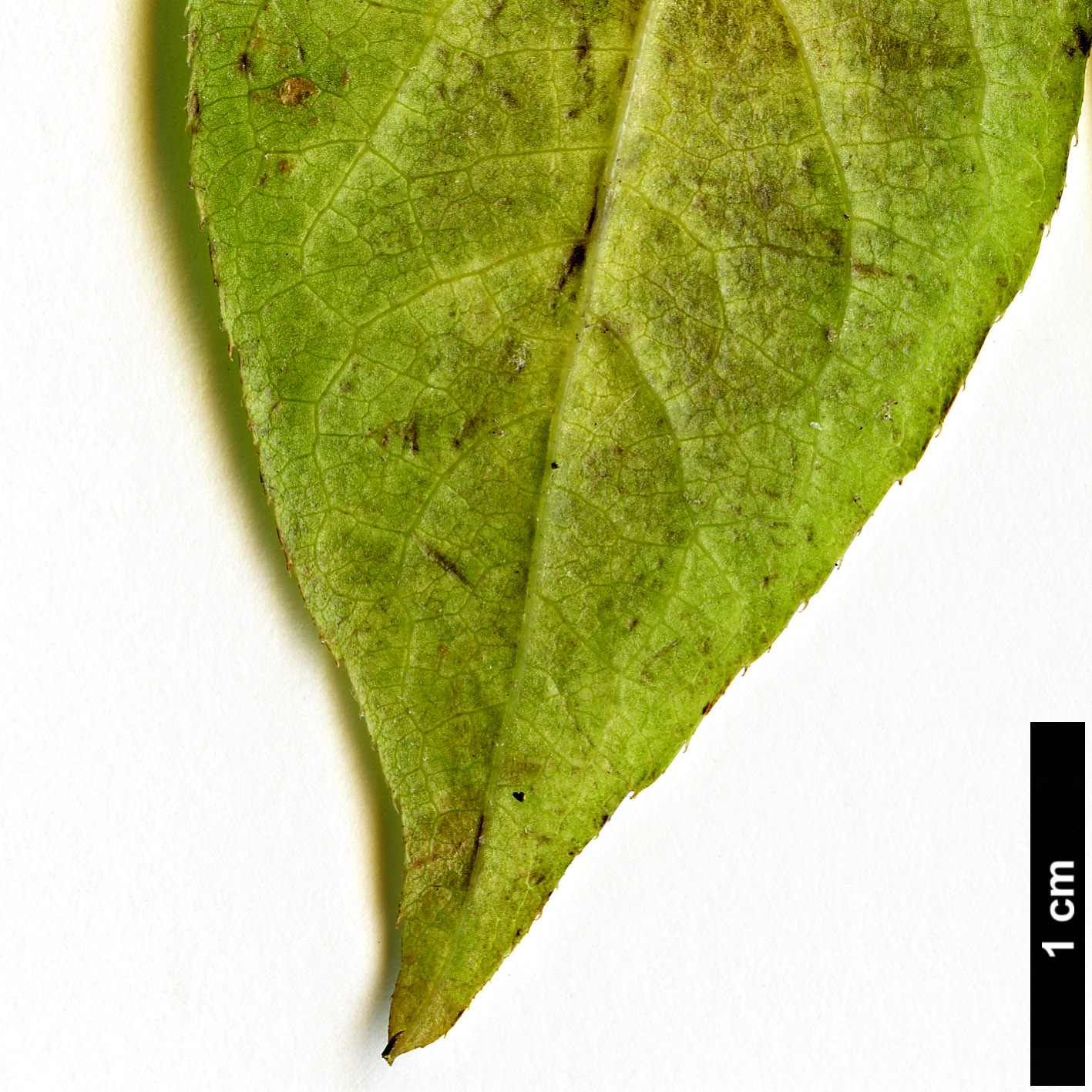 High resolution image: Family: Araliaceae - Genus: Eleutherococcus - Taxon: sessiliflorus